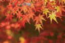 紅葉(画像) 紅葉(画像)