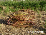 サトウキビの収獲(画像) サトウキビの収獲(画像)