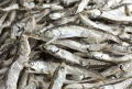 青魚を摂りましょう(画像) 青魚を摂りましょう(画像)