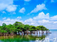 マングローブ(画像) マングローブ(画像)