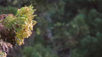 花粉 花粉
