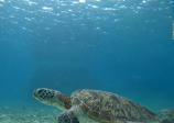 海（イメージ画像