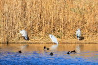 湿地の水鳥